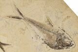 Two Fossil Fish (Knightia & Diplomystus) - Wyoming #198398-2